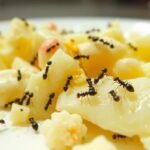 can you eat food if ants have been on it