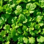 Discover If Radish Leaves Are Safe